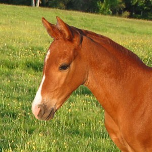 Obrázok